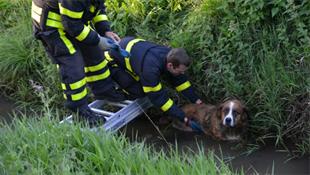 Brandweer redt hond uit sloot aan Baantjespad in Rijsbergen