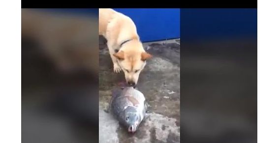 SCHATTIGE VIDEO: deze hond probeert vissen te redden