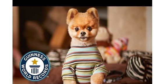 Jiff de hond in Guinness Book of World Records als snelste hond op twee poten