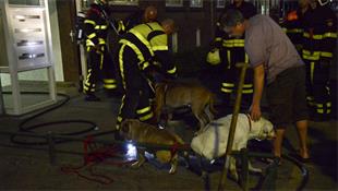 Bewoner gewond bij brand in appartement Verbeetenstraat Breda, drie honden gered