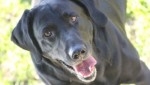Verscherpt toezicht op honden in Tweede Exloermond