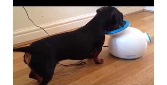 Schattige video: Hond vermaakt zich prima met machine die ballen weggooit