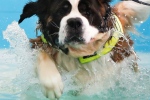 Zwemmende honden sluiten seizoen Boschbad af