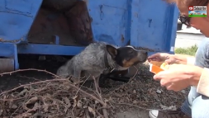 Gedumpte hond gered na elf maanden onder container