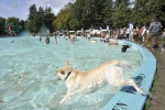 Salland | Plezier spettert van bijna alle honden af in Boschbad