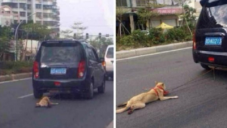 Chinese dierenbeul bindt hond vast aan rijdende auto