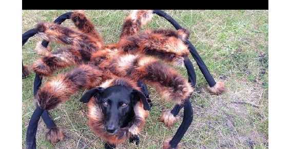 VIDEO: Deze spinhond jaagt iedereen de stuipen op het lijf