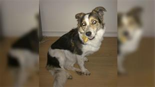 Hond Ona vermist na ongeluk op A59 bij Waalwijk: 'Ik hoop dat ze snel wordt gevonden'