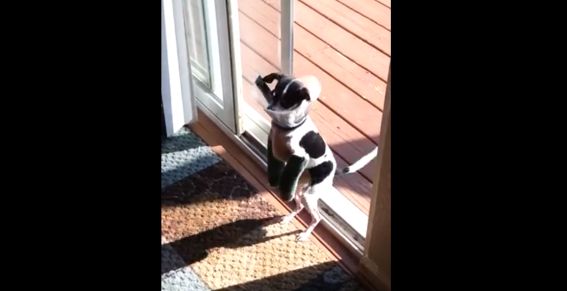 Schattige video: Hond met gebroken voorpoten loopt op achterpoten