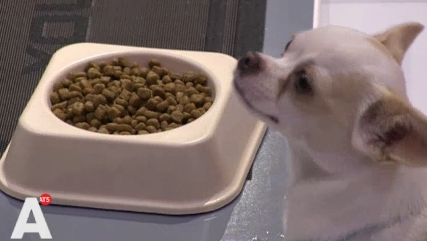 Leidingwater en brokjes in restaurant voor honden