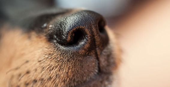 Hond ingeslapen na mishandeling bij diefstal in Utrecht