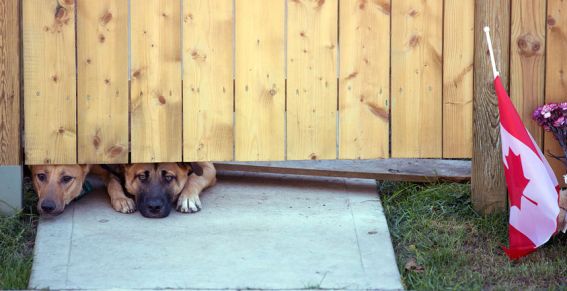 Honden vermoorde Canadese soldaat wachten op thuiskomst baasje