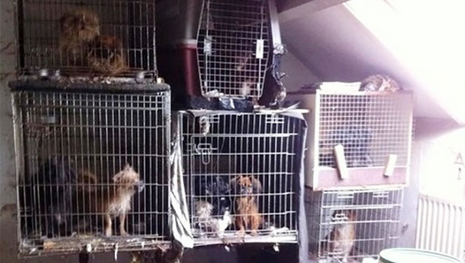 Hoogevener houdt 43 honden op onmogelijke plekken