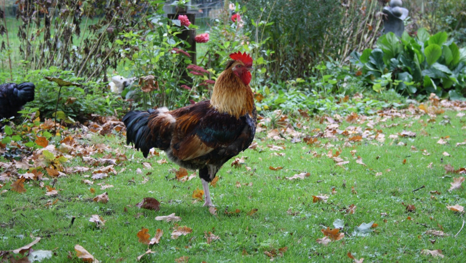 Drie kippen doodgebeten door hond