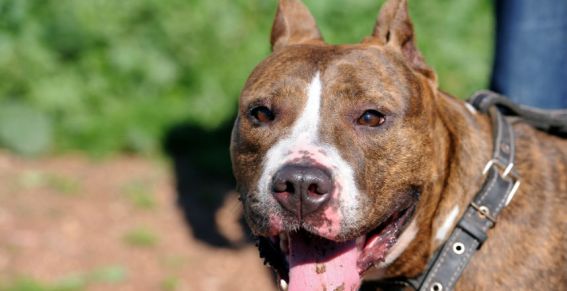 Vrouw trekt pistool na betrappen verkrachten hond