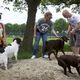 Actie voor hek hondenspeeltuin Beilen