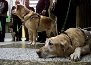 Taxi's mogen blindengeleidhonden niet meer weigeren