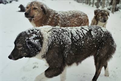 Honden zijn onze beste vrienden, maar hoe regisseer je een filmhond?