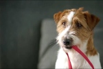 Tilburgse hond Didg steelt show in reclamespotjes