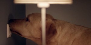Gouden Loeki voor 'Buddyhond' van KNGF Geleidenhonden