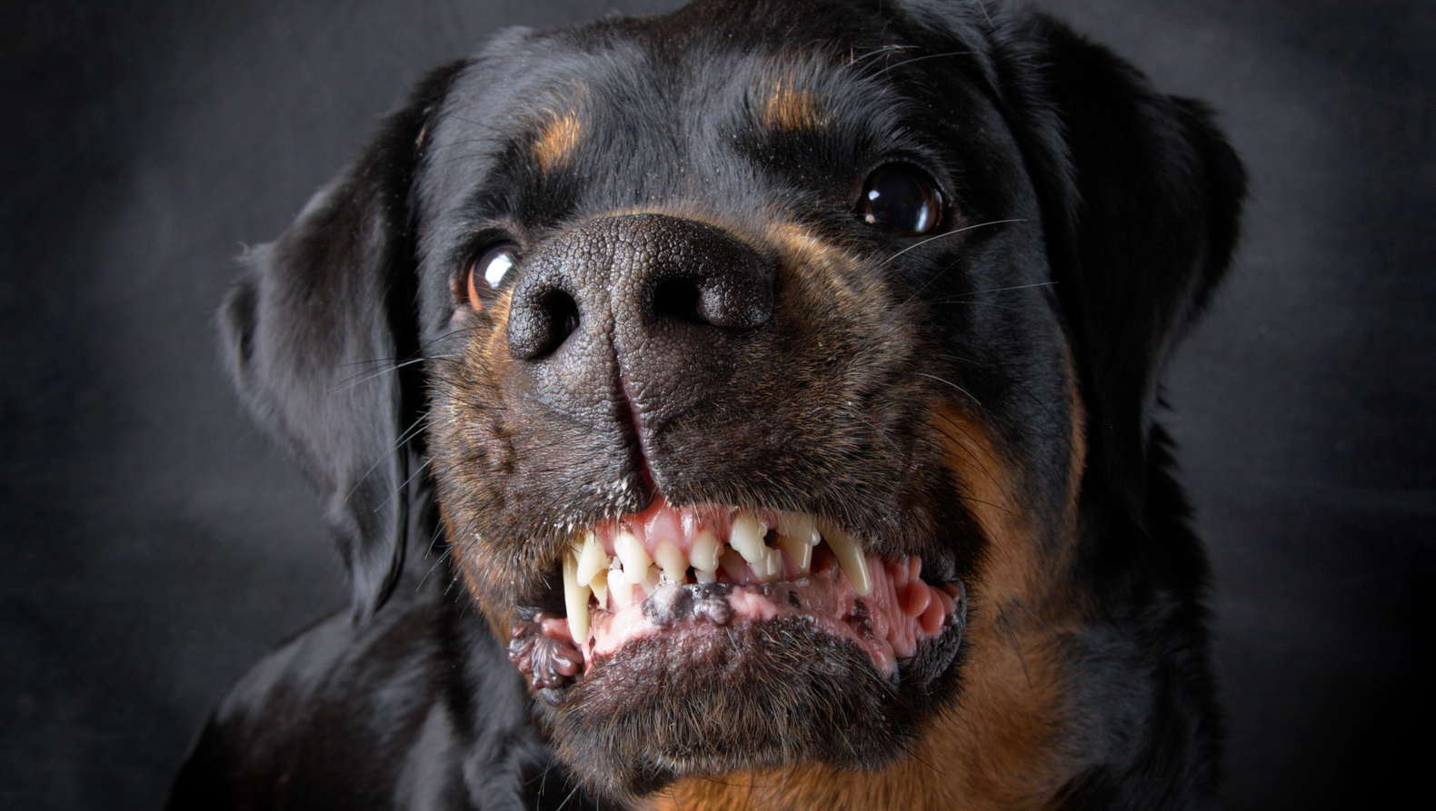 Hondje doodgebeten door rottweilers