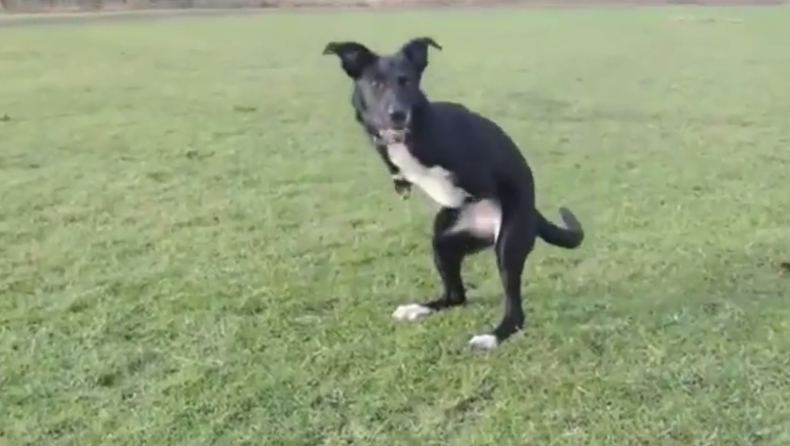 Hond met twee poten wordt verward met kangoeroe