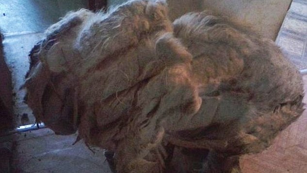 Baasjes negeren jaar lang hun hond: beest verandert in haarbal