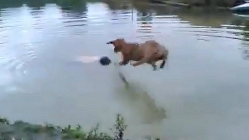 Hond in actie omdat baasje doet alsof hij verdrinkt