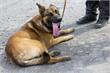 Groningen | Gevaarlijke hond aan de ketting, gevaarlijke beveiliger verdachte