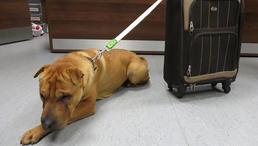 Hond met koffer achtergelaten op treinstation