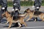 Tienerfeestje in Oss loopt uit de hand; politie zet honden in