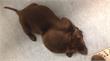 Den Bosch | Dierenpolitie doet onderzoek naar verwaarloosde hond Pippa