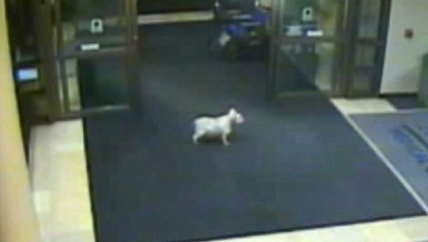 Hond loopt weg en bezoekt doodziek baasje in ziekenhuis