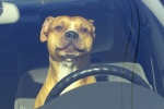 Boete omdat hond in auto geen gordel droeg