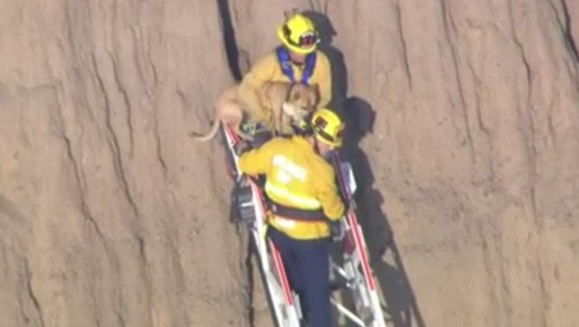 Brandweermannen redden hond uit hoge rotsspleet