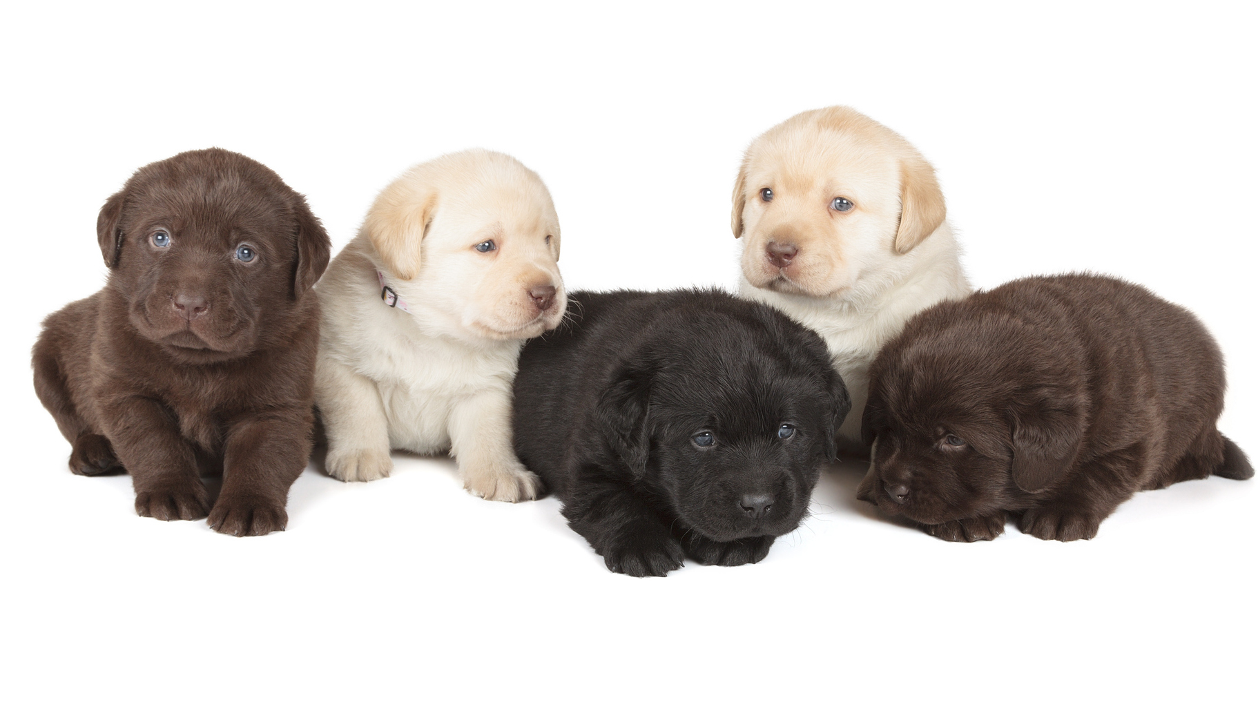 Dierenartsen waarschuwen voor malafide puppyhandel