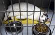West-Friesland | Gevaarlijke pillen in Grote Waal: twee katten en hond vergiftigd