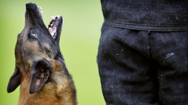 Politiehond bijt Chileense inbreker