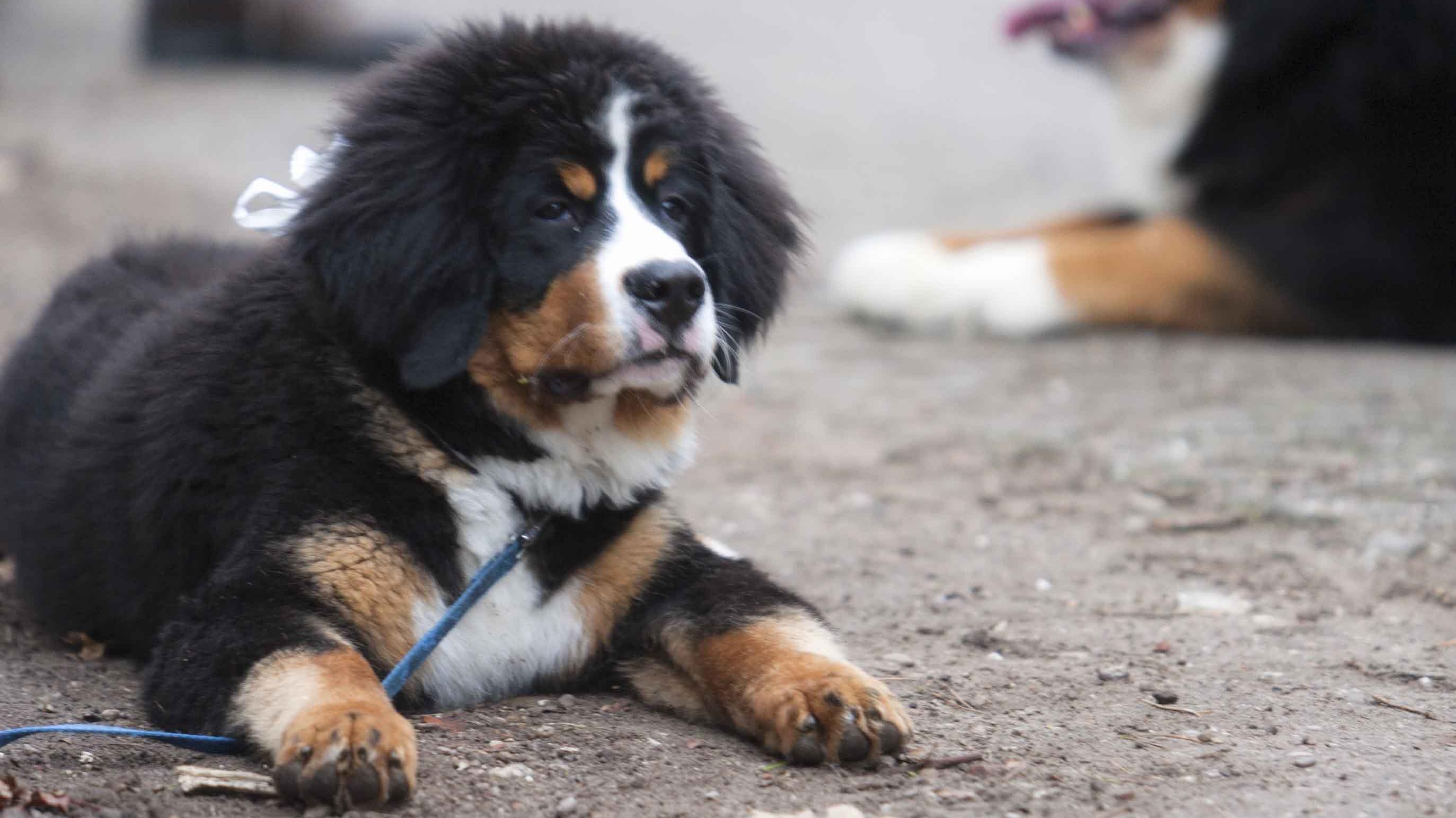 Politie waarschuwt hondenbezitters in Haaksbergen, weer gebakken sponzen gevonden