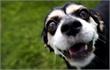 Krimpenerwaard | Voor honden gevaarlijke spons gevonden in Schoonhoven