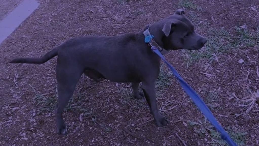 Hank de hond overwint zijn grootste angst