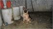 Amstelland | Zwaar verwaarloosde honden in Ouderkerk gered
