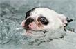 Waterland | Man redt hondje uit Burgsloot en valt zelf in het water