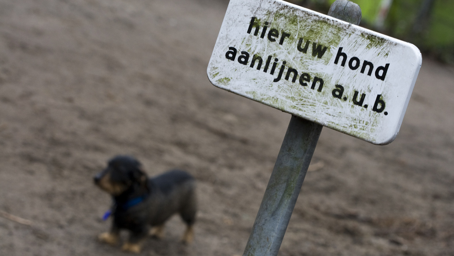 Graphic: hoe groot is de hondenpoepoverlast in uw buurt?