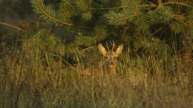 Drachtige reeën doodgebeten; vluchten voor loslopende hond lukte niet