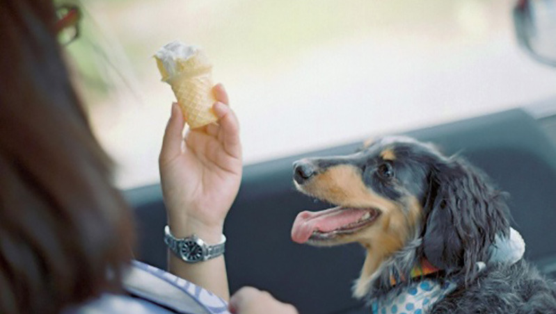 Leverworstijs nieuwste trend voor honden