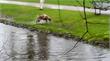 Roermond | Politie heeft handen vol aan loslopende hond