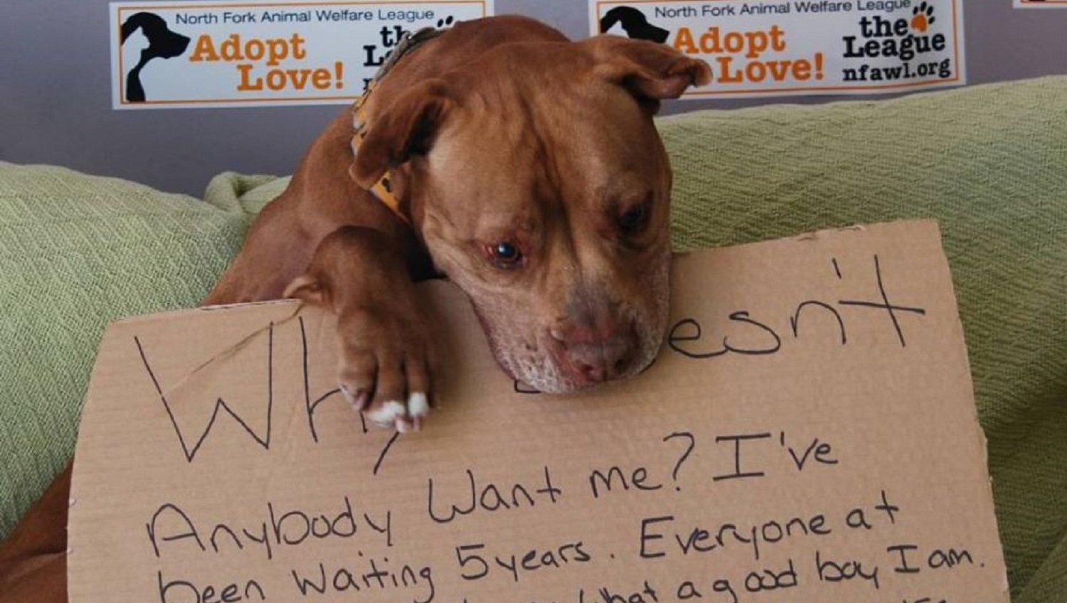 Hond vindt na vijf jaar nieuw thuis door Facebookoproep