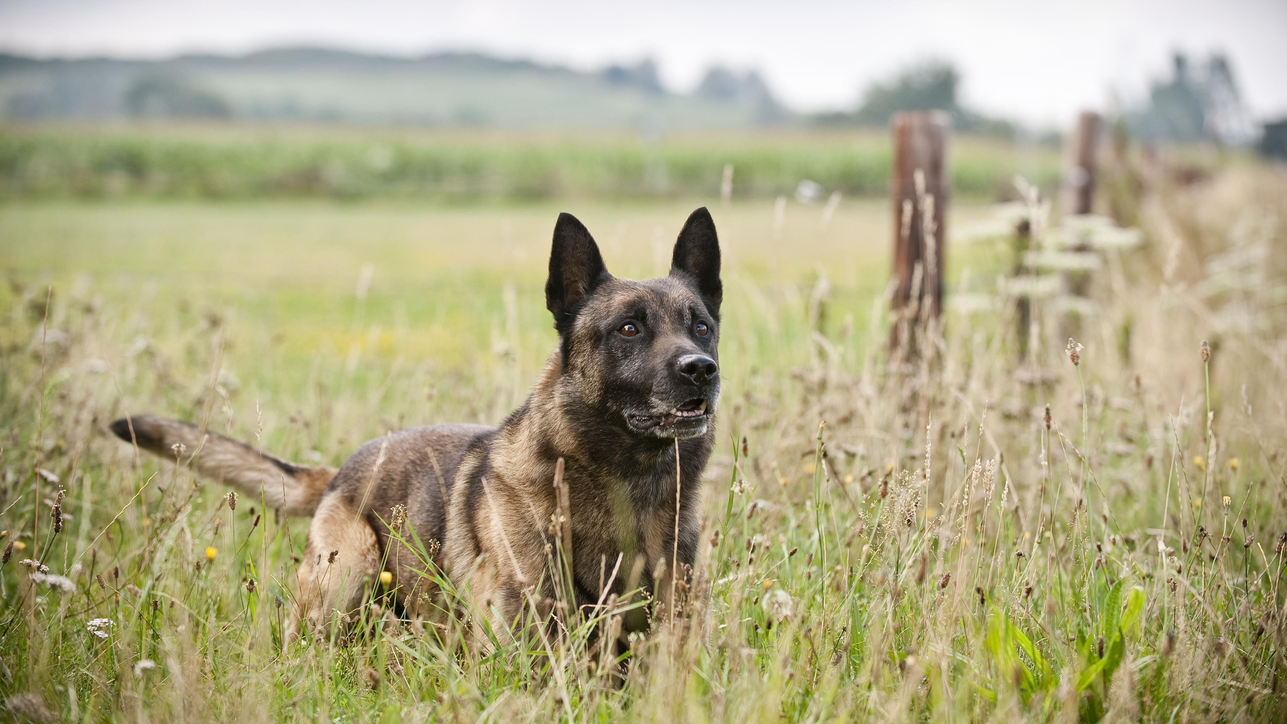 Politie gebruikt hond en pepperspray bij aanhouding winkeldief Steenwijk