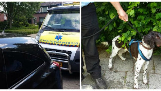 Agent tikt autoruit in en redt hond